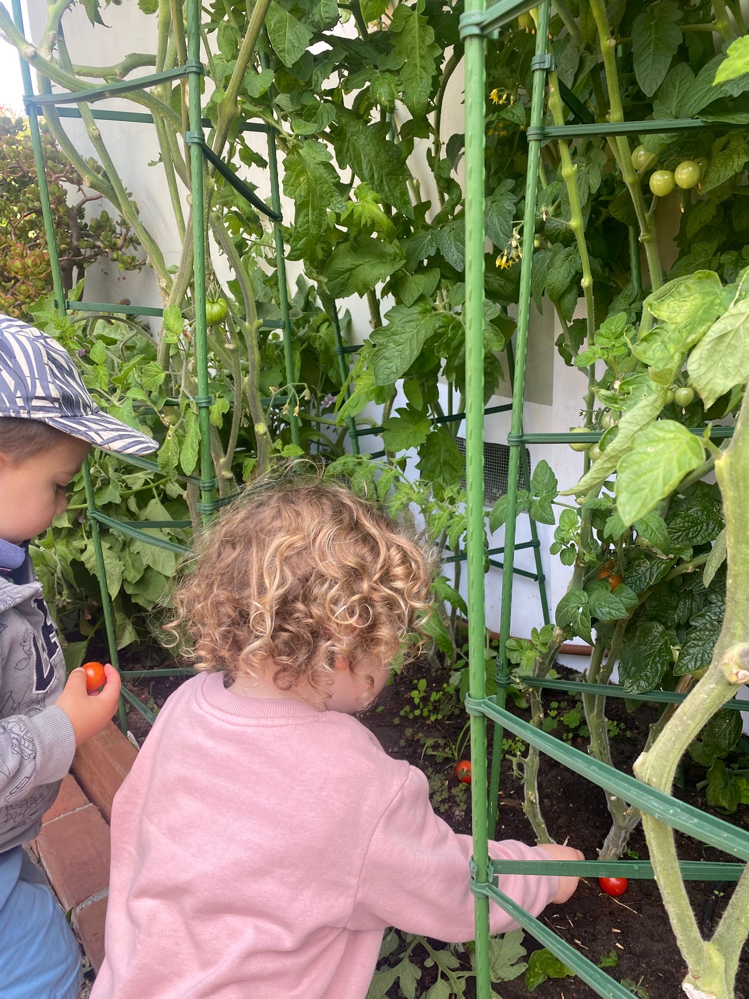 Toddlers harvesting garden tomatoes at The Lighthouse Daycare Tiburon